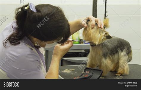 Pet Grooming Salon. Image & Photo (Free Trial) | Bigstock