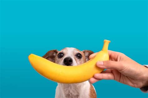 Can Dogs Eat Banana? 4 Amazing Health Benefits From Bananas