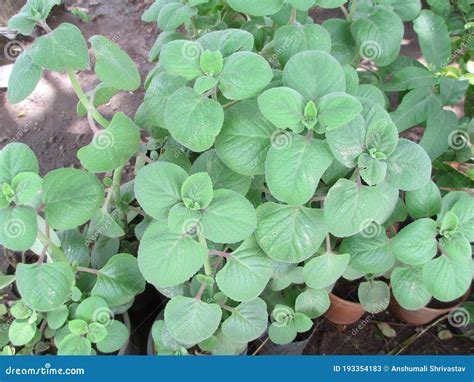 Trachyspermum Ammi, Ajowan Caraway or Ajwain Plant View Stock Image - Image of decorative, care ...