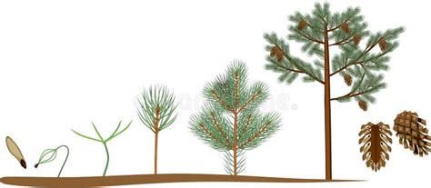 Life Cycle of Pine Tree. Stages of Plant Growth from Seed To Mature ...