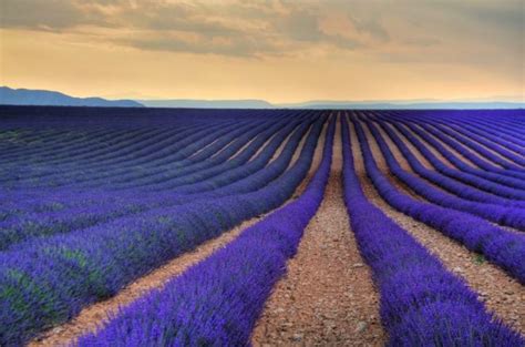 11 Absolutely Gorgeous Photos Of The Most Spectacular Lavender Meadows ...