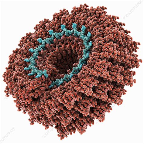 Tobacco mosaic virus, molecular model - Stock Image - C014/9167 ...