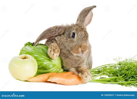 Brown Rabbit With Vegetables Stock Image - Image of cabbage, buck: 15835837