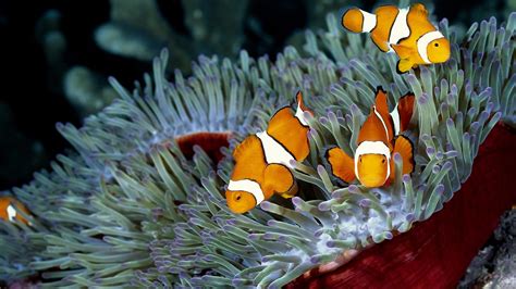 clownfish, Sea Anemones, Coral, Nature, Fish Wallpapers HD / Desktop ...