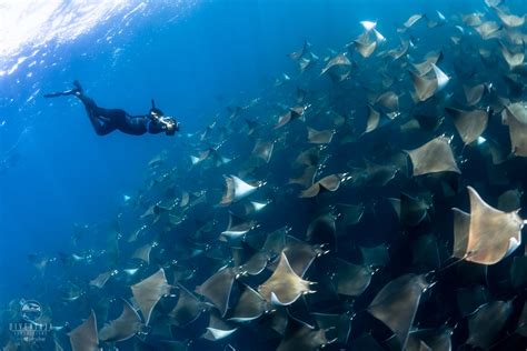 The Magnificent Mobula Rays of Baja California Mexico