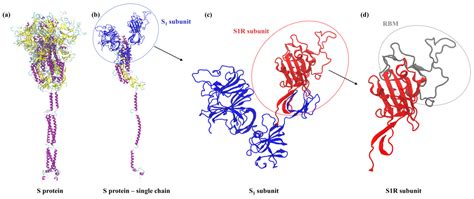 IJMS | Free Full-Text | SARS-CoV-2 Spike Protein (RBD) Subunit Adsorption at Abiotic Surfaces ...