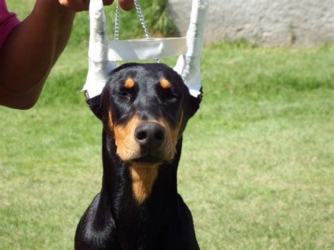 Excelentes Cachorros Doberman Calidad Exposicion - $ 22,000.00 en ...