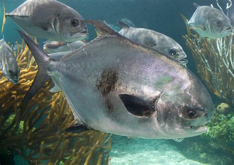 Permit vs Pompano - What's the Difference? - Topsail Angler