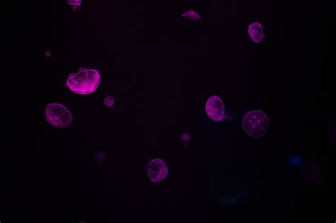 Purple jellyfish photography | free photos | UIHere