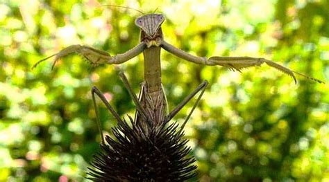 Praying mantis egg case identification — and all about praying mantises - Tyrant Farms