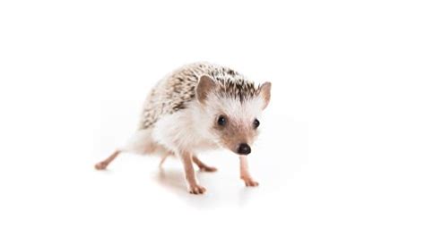 200+ Awesome Boy and Girl Hedgehog Name Ideas - We're All About Pets