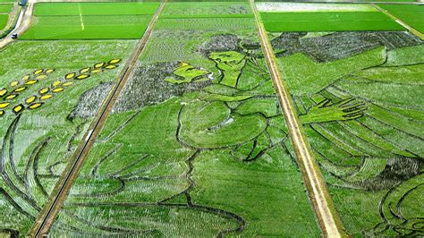 Japan Marks 10th Anniversary Of Rice Field Art » Design You Trust ...