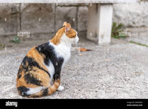 Cat sitting on the street. Croatian cat in traditional village. Three ...