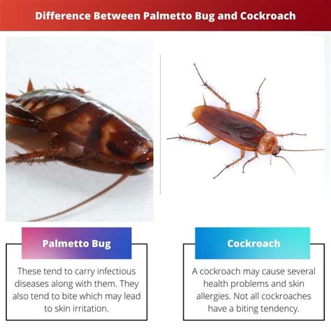 Palmetto Bug vs Cockroach: Difference and Comparison