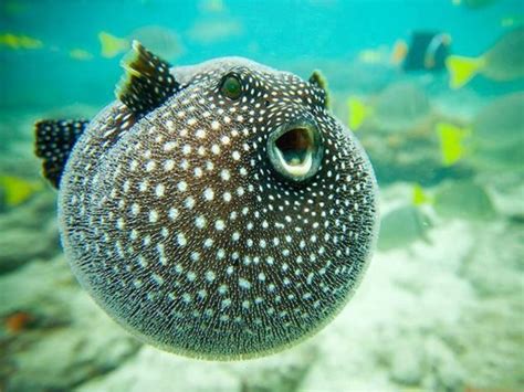 Puffer fish Underwater Creatures, Underwater Life, Ocean Creatures, Beautiful Sea Creatures ...