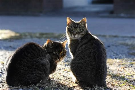 Children's Feral Cat Hunting Competition Canceled After Backlash