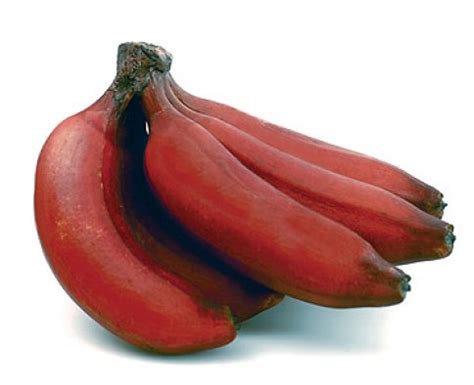 The Health Benefits of Red Banana Fruit