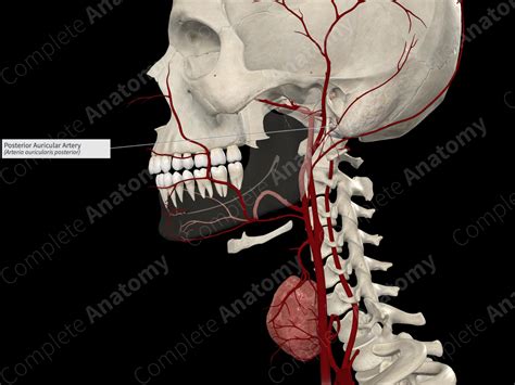 Posterior Auricular Artery | Complete Anatomy