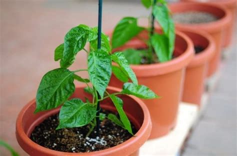 The best dressing of pepper seedlings: when and how to fertilize - G'allaorol Kaliy Fosfat