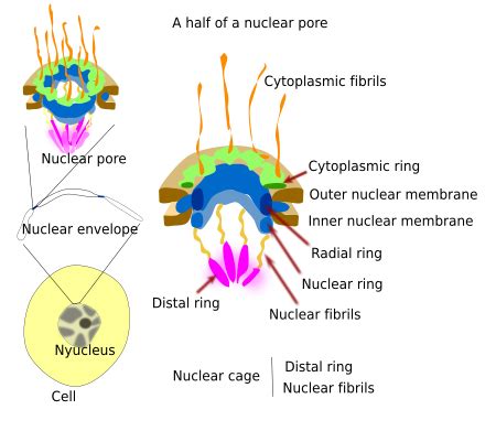 The cell. 4. Nucleus. Nuclear pore complex. Atlas of plant and animal histology.