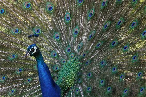 Hear the Sound of Peacock Love Made by Trembling Feathers | Audubon