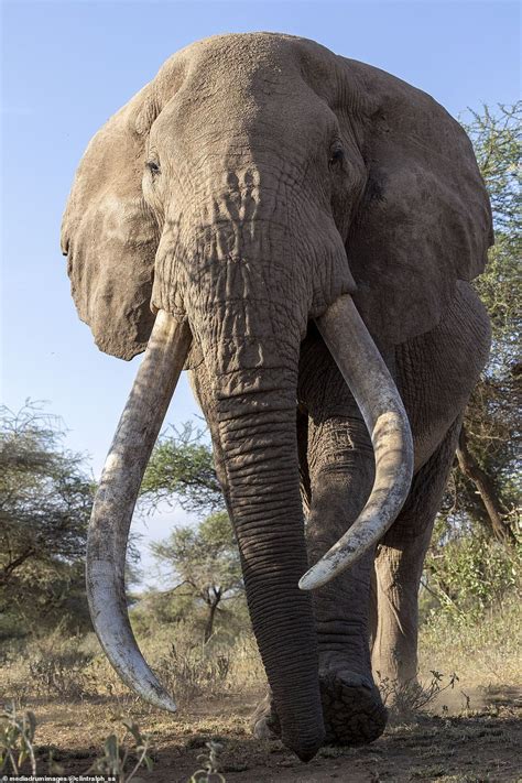 Half-a-century-old African Savanna Elephant, captured by photographer Clint Ralph — The Elephant ...