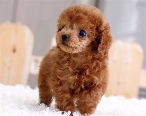 SOLD**Gigi - Teacup Poodle Female | ITSY PUPPY | Teacup & Microteacup ...