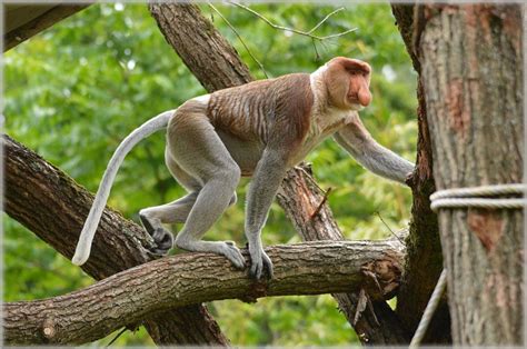 Habitat Changes Are Impacting the Proboscis Monkey | Plants And Animals