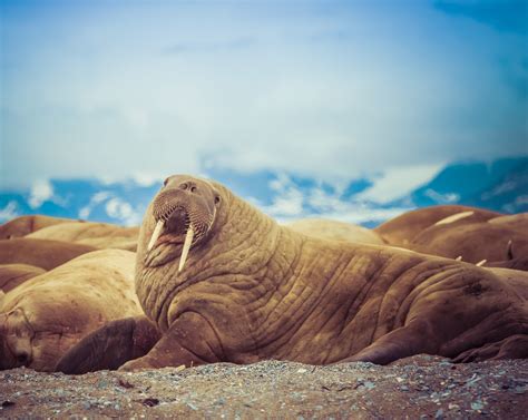 Atlantic Walrus: Species Facts, Info & More | WWF.CA