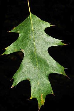 Central Pennsylvania Forestry: Planting Acorns to Grow Oak Trees