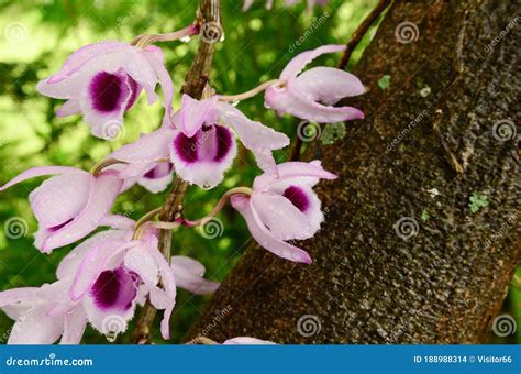 Wild pink orchid flower stock photo. Image of color - 188988314