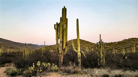 7 Simple Tips for a Sunset Hike at Saguaro National Park East | MPA ...