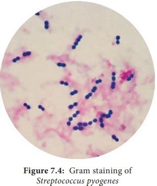 Streptococcus Pyogenes (Flesh eating Bacteria) - Morphology, Cultural Characteristics, Antigenic ...