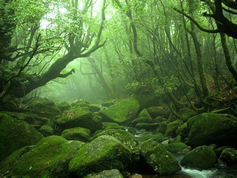 Yakushima Forest - [GEO]