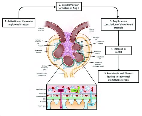 Glomerular Filtration: Video, Anatomy Definition Osmosis, 49% OFF