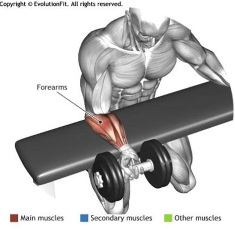 What Are The Best Exercises For Forearm Muscles?