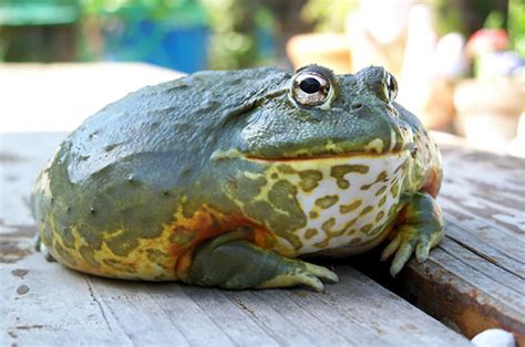 Pixie Frog Care / African Giant Bullfrog (Pyxicephalus Adspersus ...