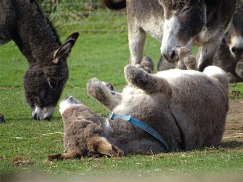 Flicka Donkey Sanctuary - Explore Cornwall