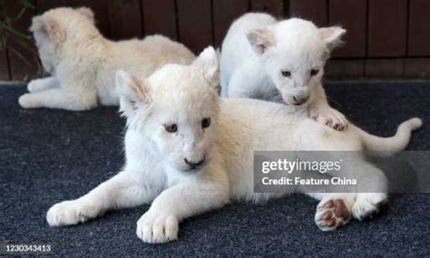 46 Albino Lion Stock Photos, High-Res Pictures, and Images - Getty Images