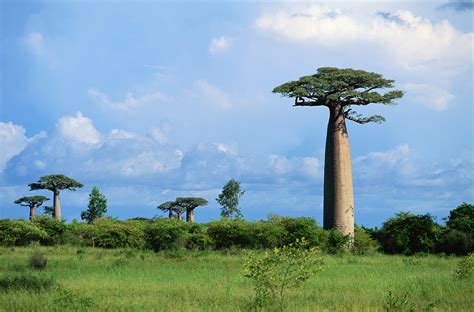 Plants & Nations: Madagascar - CGTN