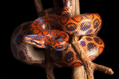 How Long Do Brazilian Rainbow Boas Live? - ReptileStartUp.com