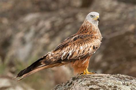 Red Kite | Bird Identification Guide | Bird Spot