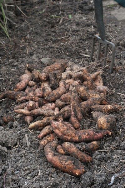 Harvesting And Storing Sweet Potatoes: How To Store Sweet Potatoes After Harvest | Potato ...