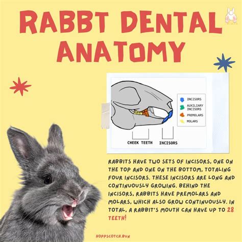 Rabbit Dental Anatomy in 2024 | Dental anatomy, Dental, Anatomy