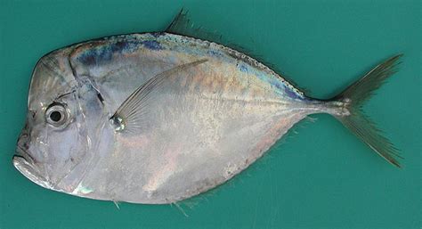 Selene dorsalis (African moonfish) (Vomer dorsalis)