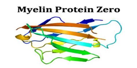 Myelin Protein Zero - Assignment Point