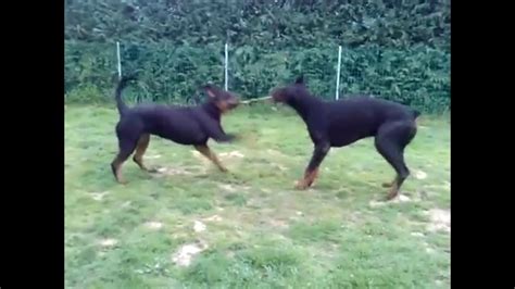 Doberman Vs Rottweiler Dog Fight - YouTube