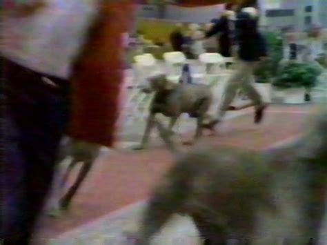 Pedigree Kal Kan Dog Food Commercial 1988 : Pedigree : Free Download ...