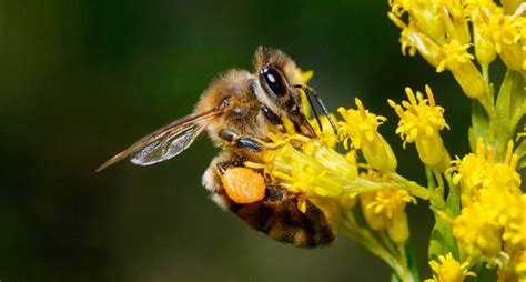 INSECTOS BENEFICIOSOS EN AGRICULTURA: POLINIZADORES – La Voz del Campo