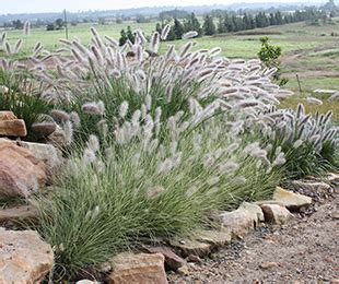 Native Grasses for the Australian Garden - Growing Rooms - Sydney Landscape Design Experts